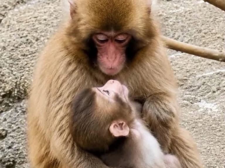 Panchi 猴子近況如何？不抱玩偶、照顧小猴子暖心互動曝光！