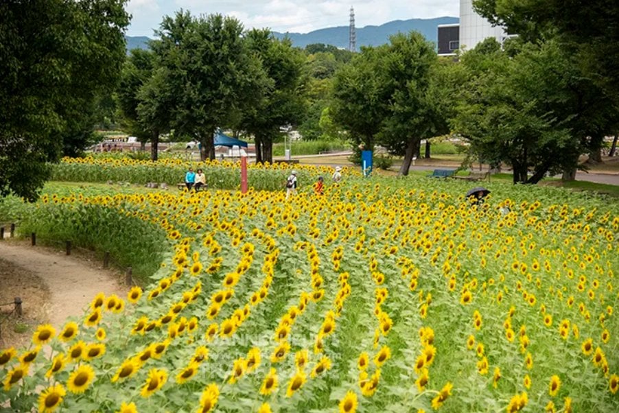 大阪萬博紀念公園向日葵祭典登場！3000本金黃花海、清涼刨冰消暑必訪