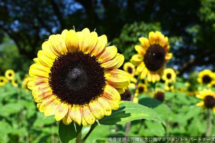 大阪萬博紀念公園向日葵祭典登場！3000本金黃花海、清涼刨冰消暑必訪