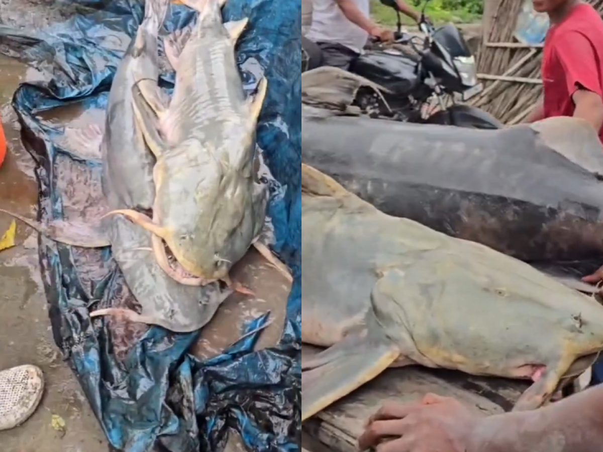 印度比哈爾邦驚見怪魚！尼泊爾洪水沖入不明魚種　官方急示警：千萬別吃恐染病