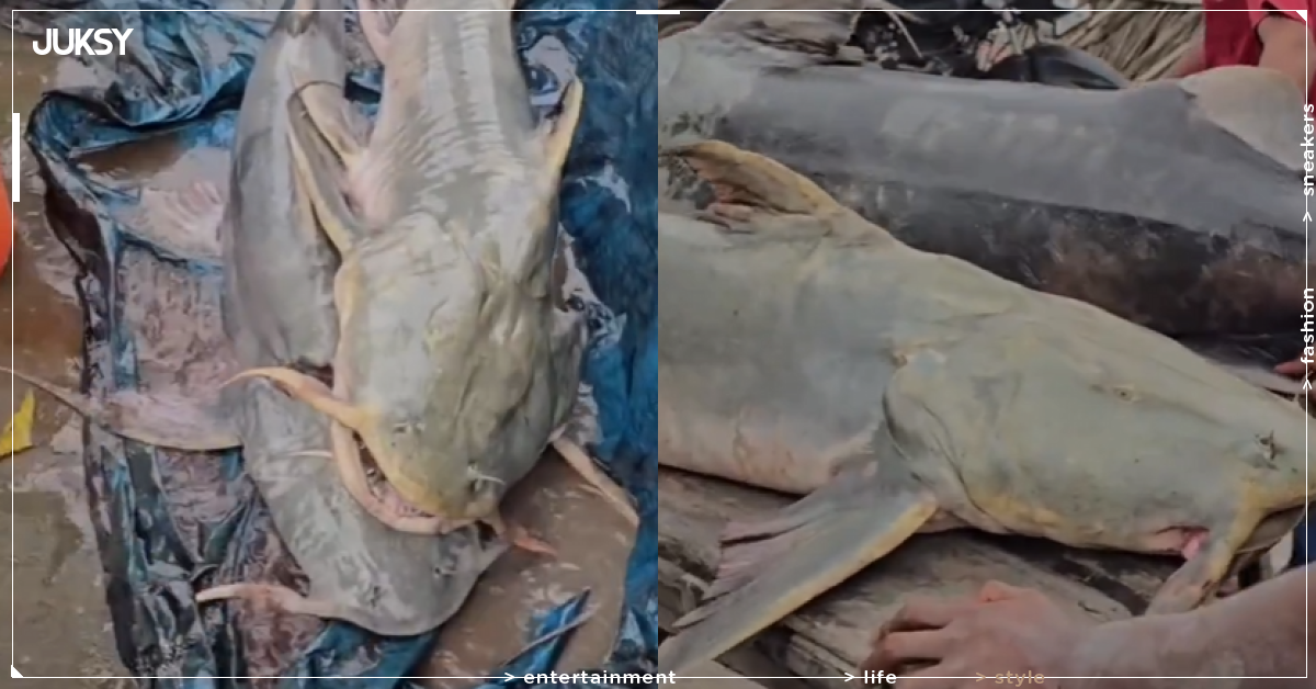 印度比哈爾邦驚見怪魚！尼泊爾洪水沖入不明魚種　官方急示警：千萬別吃恐染病