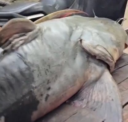 印度比哈爾邦驚見怪魚！尼泊爾洪水沖入不明魚種　官方急示警：千萬別吃恐染病
