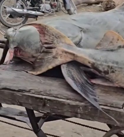 印度比哈爾邦驚見怪魚！尼泊爾洪水沖入不明魚種　官方急示警：千萬別吃恐染病