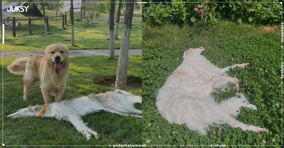 俄羅斯獵狼犬躺下有多扁?網笑:「第一眼看還以為是地毯!」