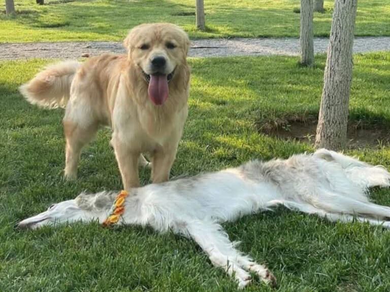 俄羅斯獵狼犬躺下有多扁？網笑：「第一眼看還以為是地毯！」