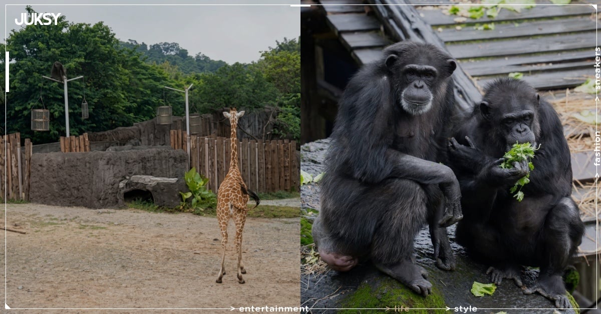 木柵動物園猩猩驚傳脫籠!闖進長頸鹿區吼叫狂奔畫面曝光!