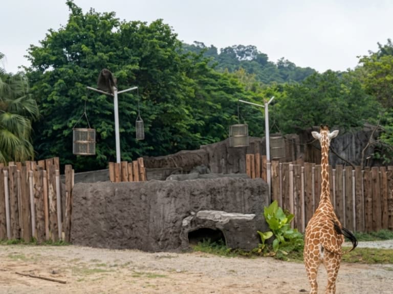 木柵動物園猩猩驚傳脫籠！闖進長頸鹿區吼叫狂奔畫面曝光！