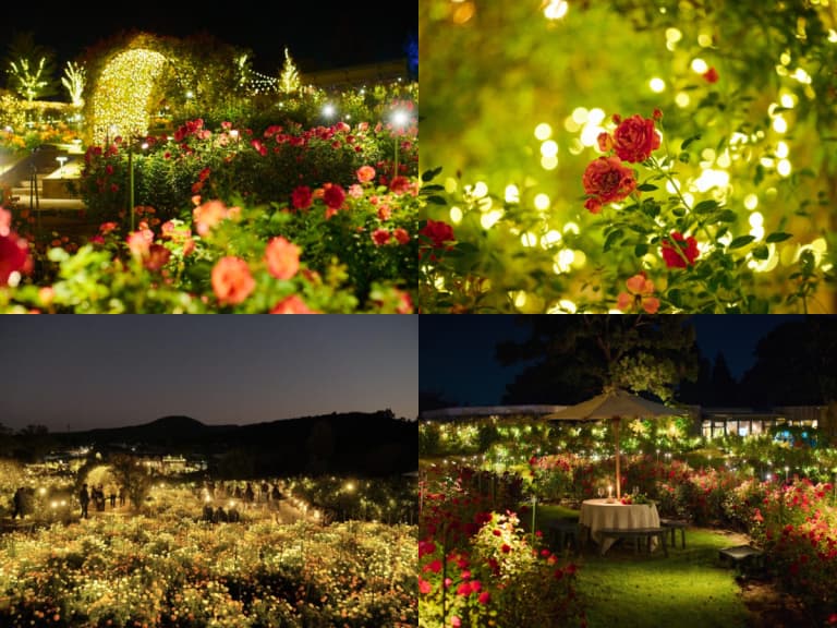 日本茨城花卉公園8,000株秋玫瑰綻放！月光寶石花園夜間點燈、限定玫瑰餐飲搶先看