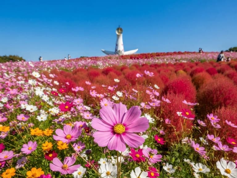 大阪萬博紀念公園15萬株波斯菊齊放！絨毛掃帚草轉紅超夢幻 10月限定必訪