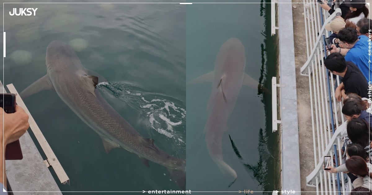 韓國釜山公園驚見鯊魚，引數十萬遊客朝聖！網笑：「恐怖片開頭都這樣演！」