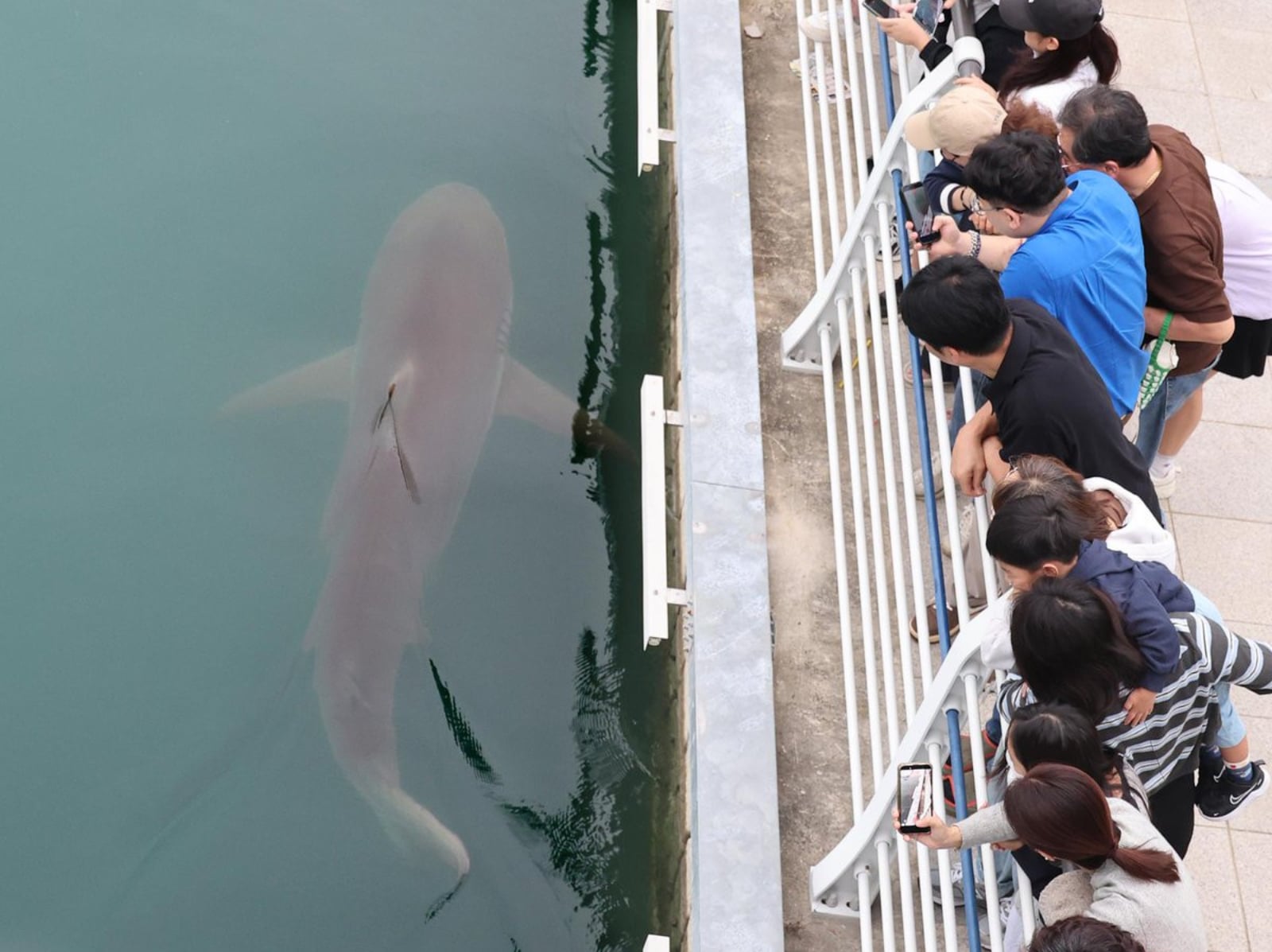韓國釜山公園驚見鯊魚，引數十萬遊客朝聖！網笑：「恐怖片開頭都這樣演！」