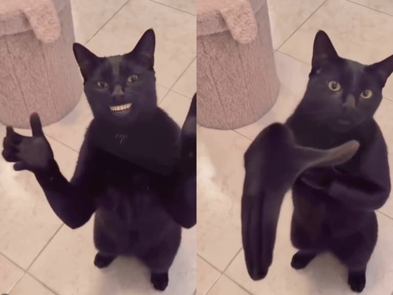 最近狂洗版的「拍手黑貓」是什麼？Clapping Cat 爆紅迷因起源、AI 黑貓原作者一次看