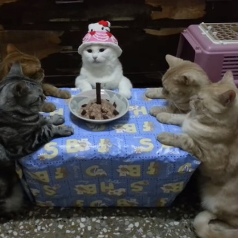 貓咪圍桌淡定慶生　網友驚：好像邪教儀式