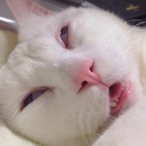 睡相太醜也是一種才華　睡顏崩壞的貓咪紅遍日本還能出寫真集！