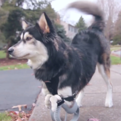 3D 印刷科技拯救了先天前腿畸型的狗狗   竟讓牠跑得比原先還快