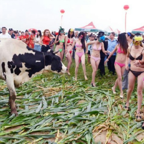 中國比基尼擠奶大賽？