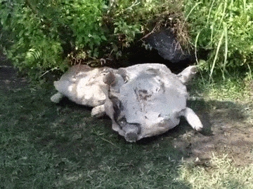 動物也是有感情的 台灣動物園超有義氣海龜創下超高點閱率!