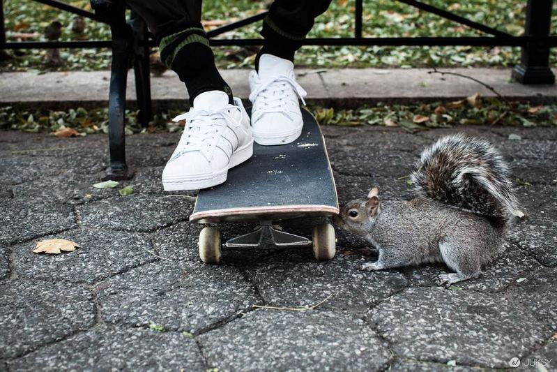 adidas Originals Year of the Superstar聯名系列第一彈 adidas Originals Superstar 80s by Gonz
