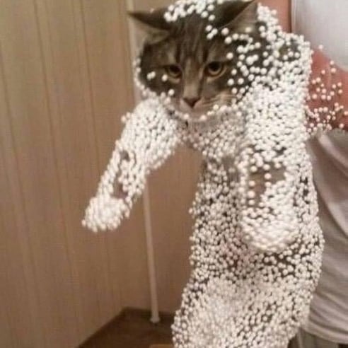 各位喵老大…你們應該有更好的生活方法吧？