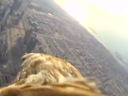 把 Sony Action Cam 相機裝在老鷹身上後飛越杜拜哈里發塔...只能讚嘆科技的力量！