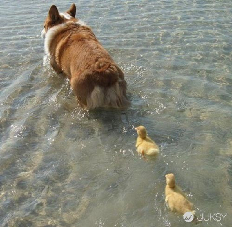 在主人的激勵下怕水的柯基犬竟然奮力一跳 Juksy 街星