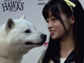 橋本環奈其實個性差?日本網友發現她冷不防「肩擊」狗狗