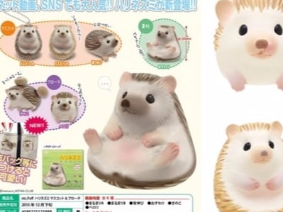 日本推出刺蝟扭蛋　每天看牠露出肚皮超療癒！