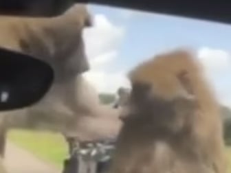 看到野生動物很開心 ! 　但如果看到「野生動作」的話？！