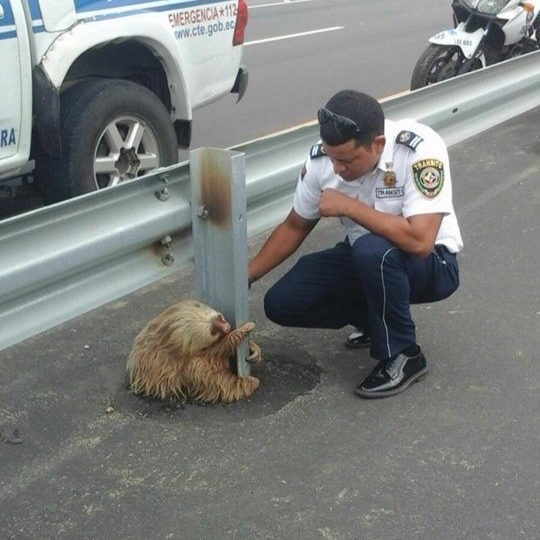 這隻樹懶嘗試想跨過高速公路　結果被恐怖的車速給嚇壞而困住了...