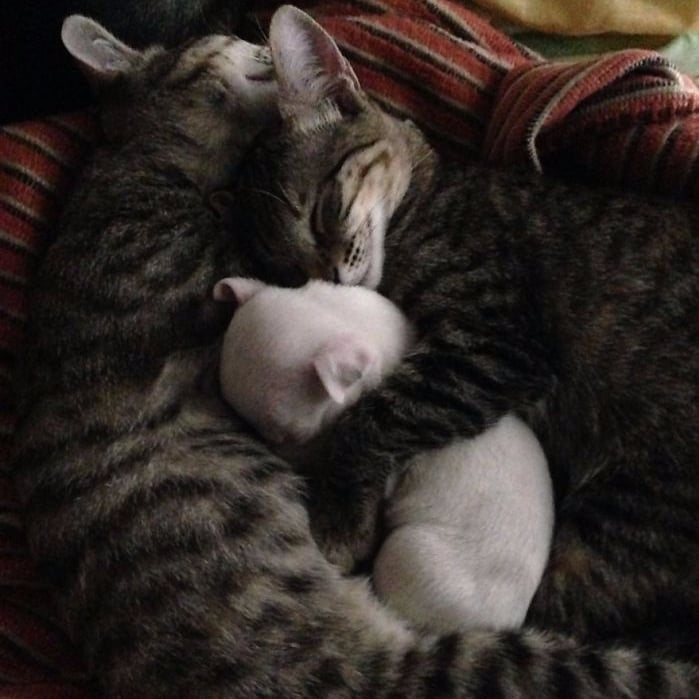 這隻身世悲慘的狗狗　在每天都勤於幫牠舔毛的貓咪身上找回愛...