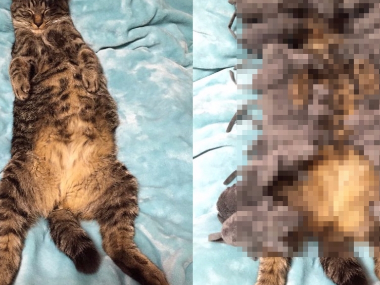 在 IKEA 發現老鼠娃娃之後　主人決定每天這樣叫醒家裡的貓咪...