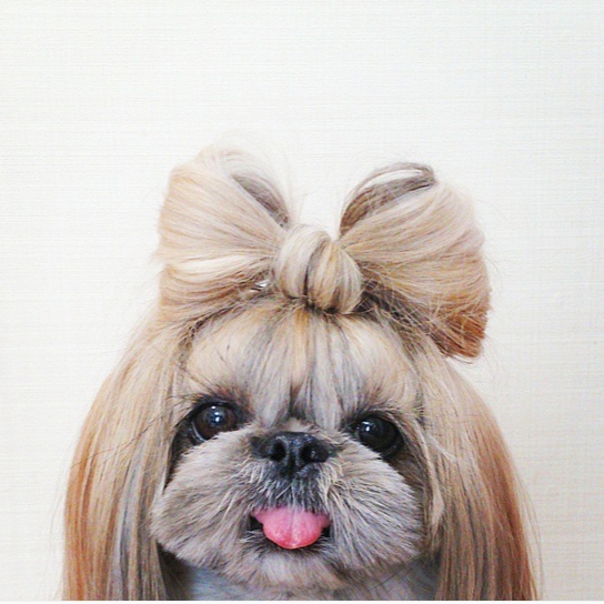這隻髮型多變的時尚狗狗　簡直是犬界的 Lady Gaga！