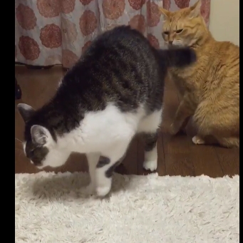主人發現自家 2 隻貓咪打架　居然是用超詭異的攻擊方式？