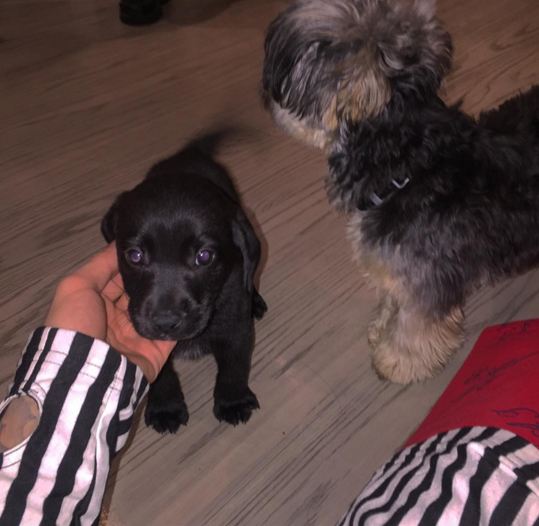 小賈斯汀再擁新寵物　瘋狂曬愛犬萌照！