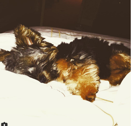 小賈斯汀再擁新寵物　瘋狂曬愛犬萌照！