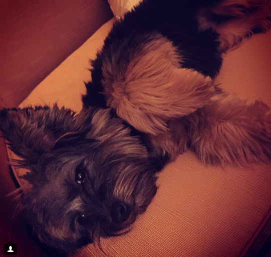 小賈斯汀再擁新寵物　瘋狂曬愛犬萌照！