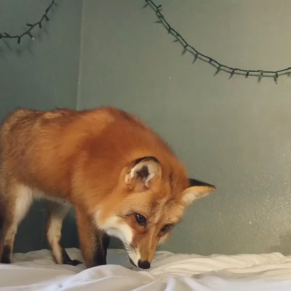 這隻狐狸將床單誤認為是「雪地」　牠的反應絕對能夠把你萌翻！
