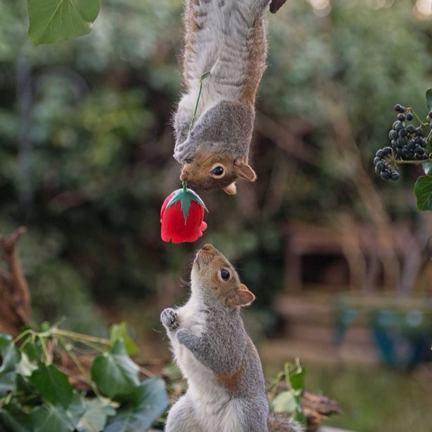 最浪漫的畫面！攝影師捕捉到傳遞紅玫瑰的松鼠！