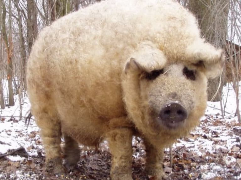 綿羊+豬+狗狗?你從沒見過的超萌物種「曼加利察豬 Mangalica」!
