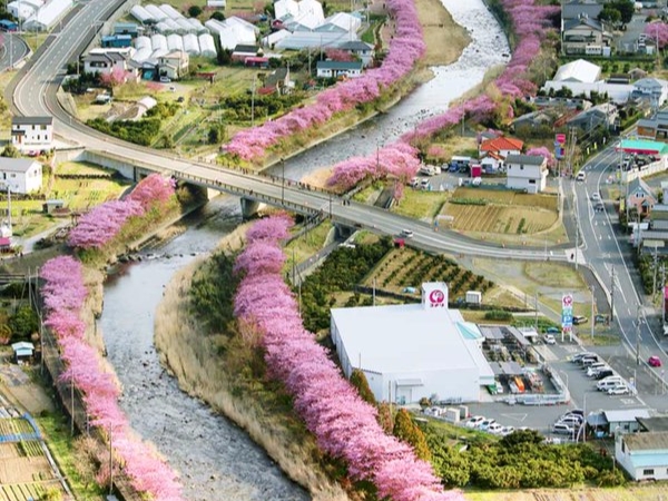 美翻！日本靜岡「河津櫻」花開　現在正是最佳賞花期！