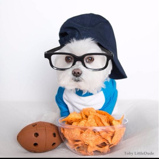 超可愛的時尚狗狗 instagram 走紅　文青風格迷倒眾生！