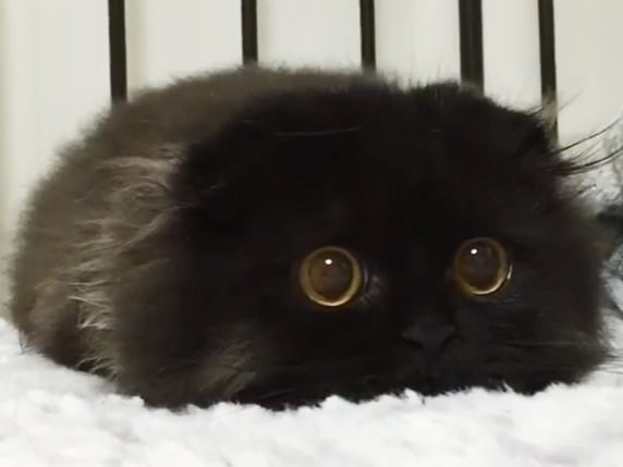 這隻有著一雙大眼的黑色貓咪　簡直就像是《神隱少女》的小黑炭！