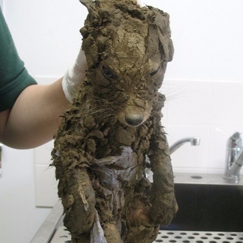 英國工地現場發現謎樣生物　洗澡後超萌模樣讓你想帶回家養！