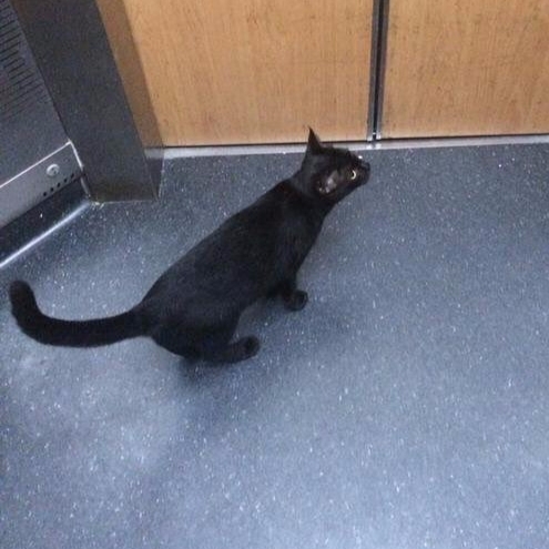 這隻貓咪「一臉鄙視」的自行搭乘電梯　結局讓這名網友的心靈受到暴擊...