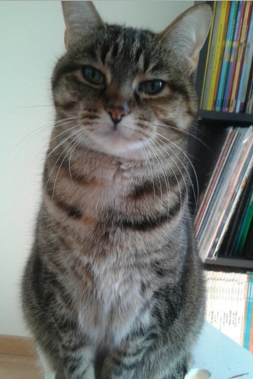 這隻貓咪「一臉鄙視」的自行搭乘電梯　結局讓這名網友的心靈受到暴擊...