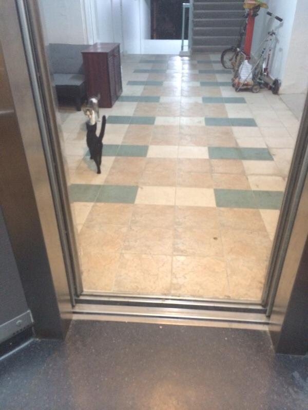 這隻貓咪「一臉鄙視」的自行搭乘電梯　結局讓這名網友的心靈受到暴擊...