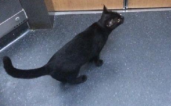 這隻貓咪「一臉鄙視」的自行搭乘電梯　結局讓這名網友的心靈受到暴擊...