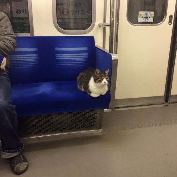 會自己搭地鐵回家的神秘貓咪　居然是已經長達 3 年以上的熟客！