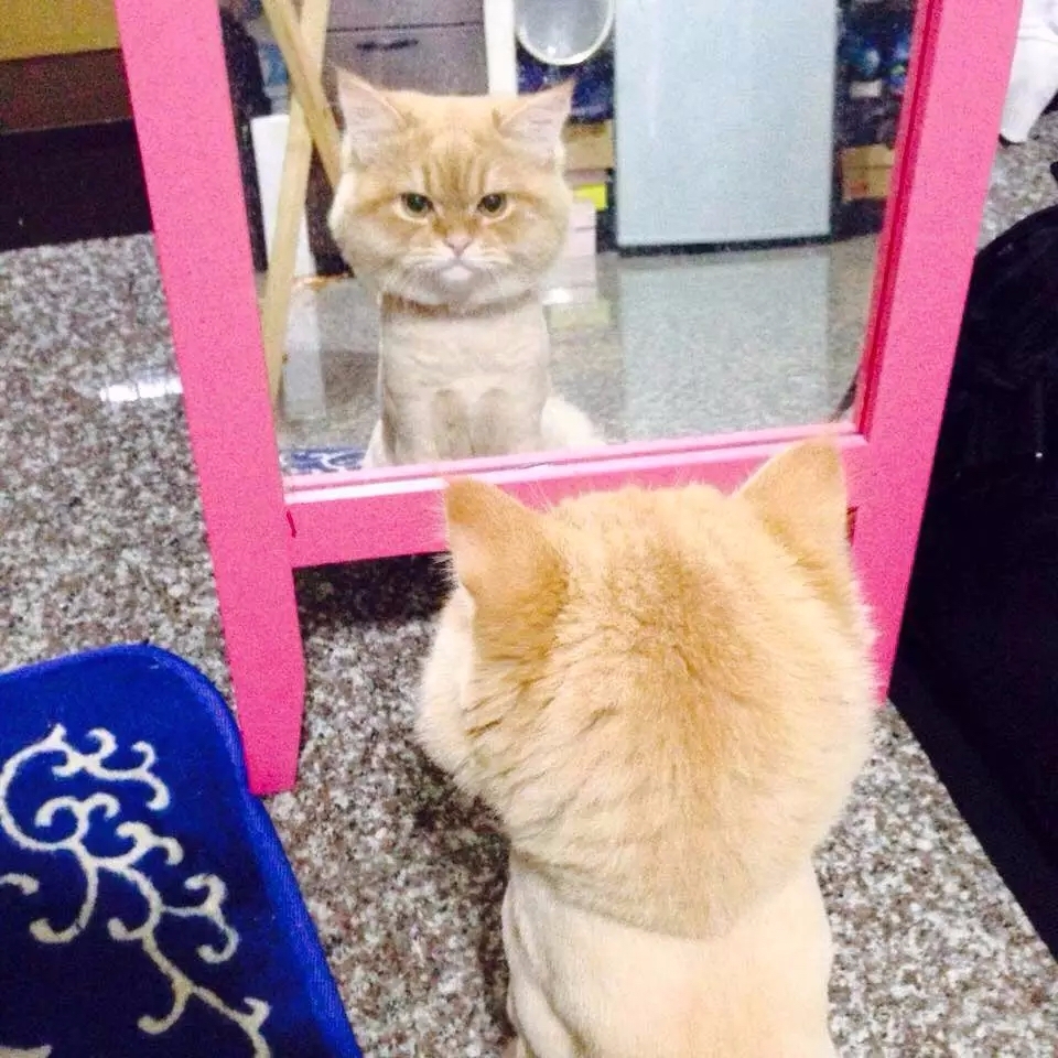 這隻貓咪沉默地盯著鏡子中的自己　原因讓網友笑翻！