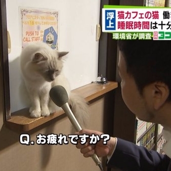 日本記者採訪「工作累了嗎？」　貓咪回應的表情太逗趣！